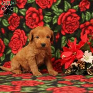 Cinnamon, Mini Goldendoodle Puppy